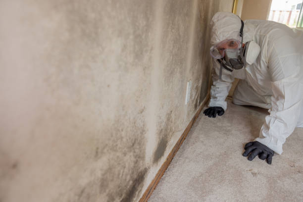 Mold Documentation for Insurance Claims in Stonybrook, PA